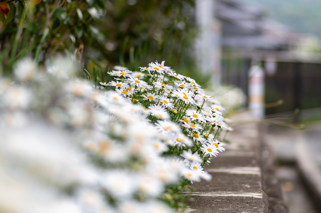 近所のお花　2