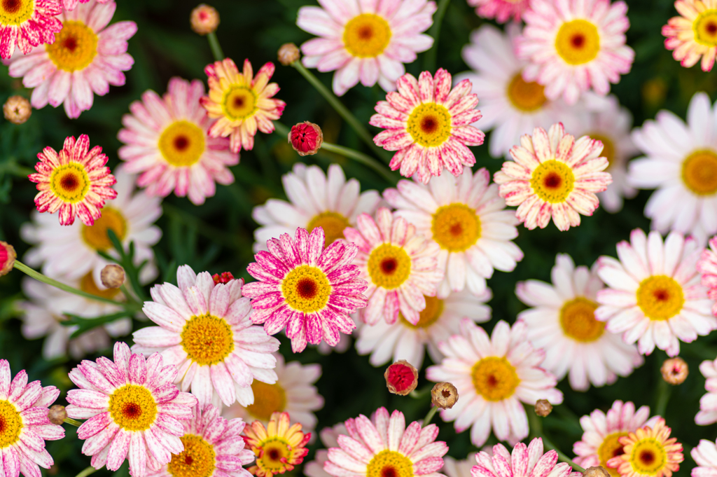 近所のお花　3