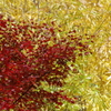 森林植物園の紅葉1