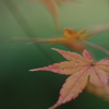 紅葉公園1