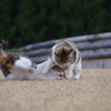 公園の猫1