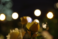 夜の花3