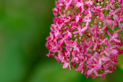 色とりどりの紫陽花　1