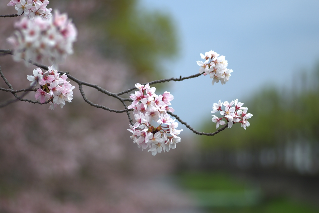 散り始めた桜1