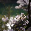 桜散歩1
