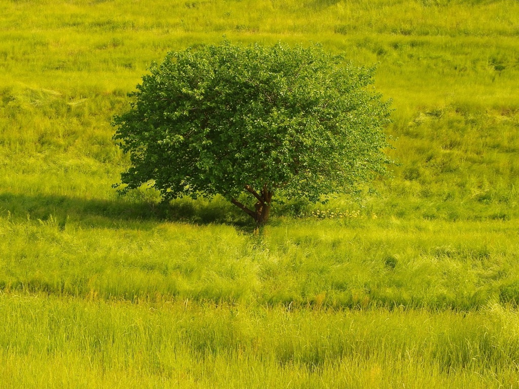 IMGP3529