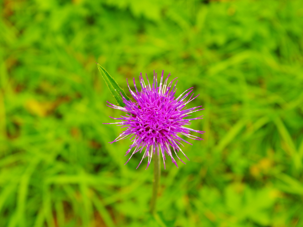 IMGP5297
