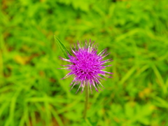 IMGP5297