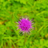 IMGP5297