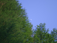 IMGP6237