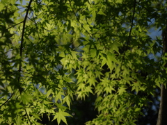 IMGP0290