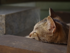 zzz...