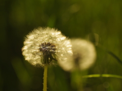 IMGP0759