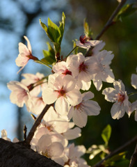 夕桜２