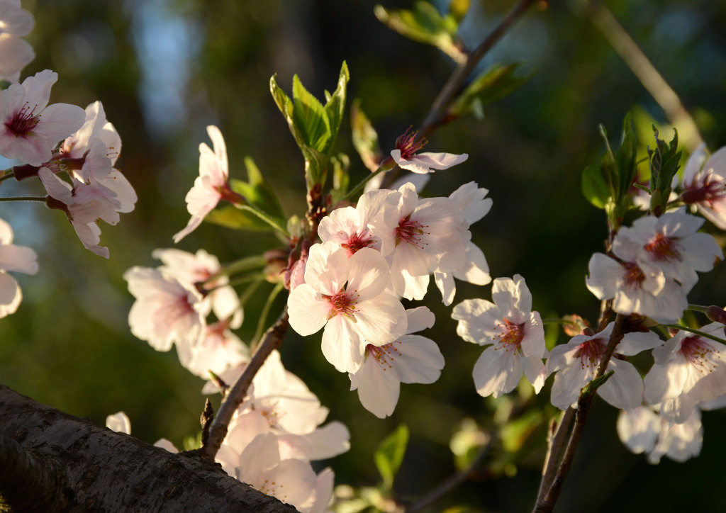 夕桜1