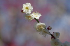 八重野梅