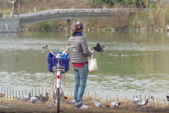 餌やり禁止