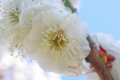 八重野梅