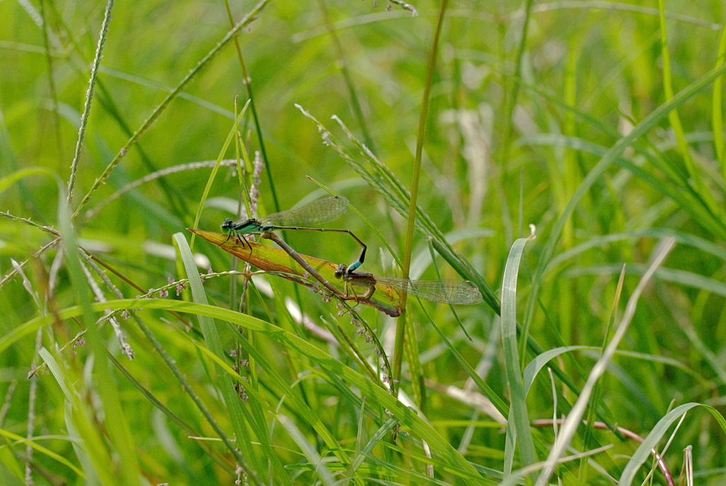 テスト入力です