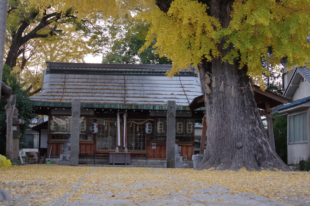 いま撮ってきました。