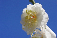 八重野梅
