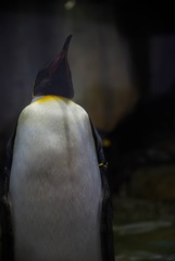 オウサマペンギン