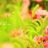コスモス