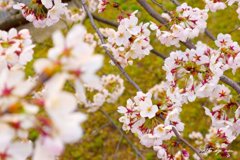 桜