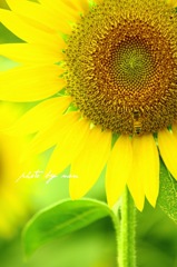 ひまわりと蜂