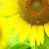 ひまわりと蜂