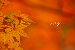 紅葉
