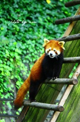 レッサーパンダ