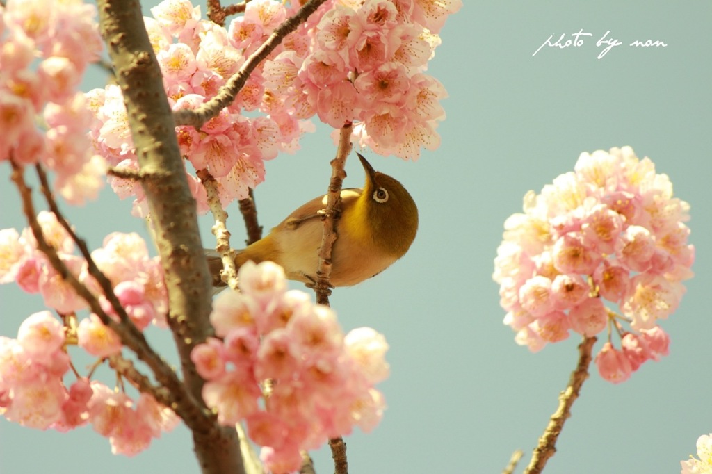 花と鳥