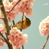花と鳥