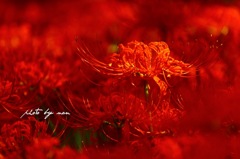 彼岸花