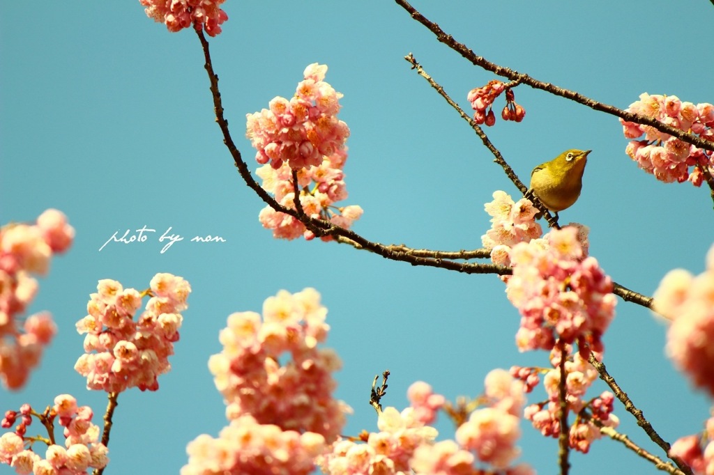 花と鳥