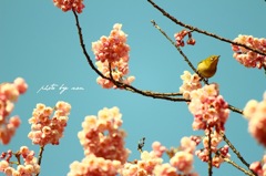 花と鳥