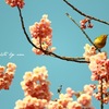花と鳥