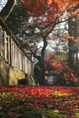 薬王寺　紅葉