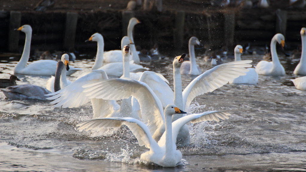まだ生きてますか？