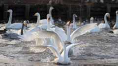 まだ生きてますか？