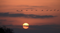 白鳥さん　お元気ですか？