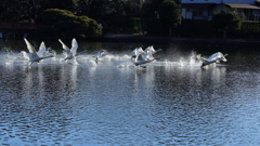 スクランブル発進　SWAN部隊