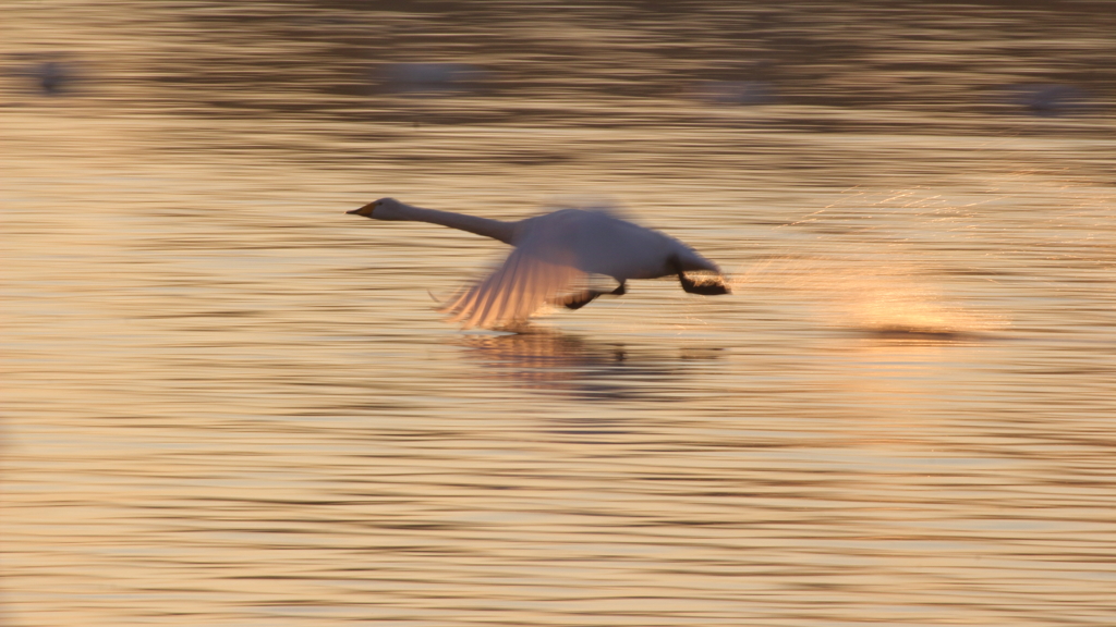 まだ生きてますか？