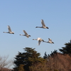 大塚池の白鳥