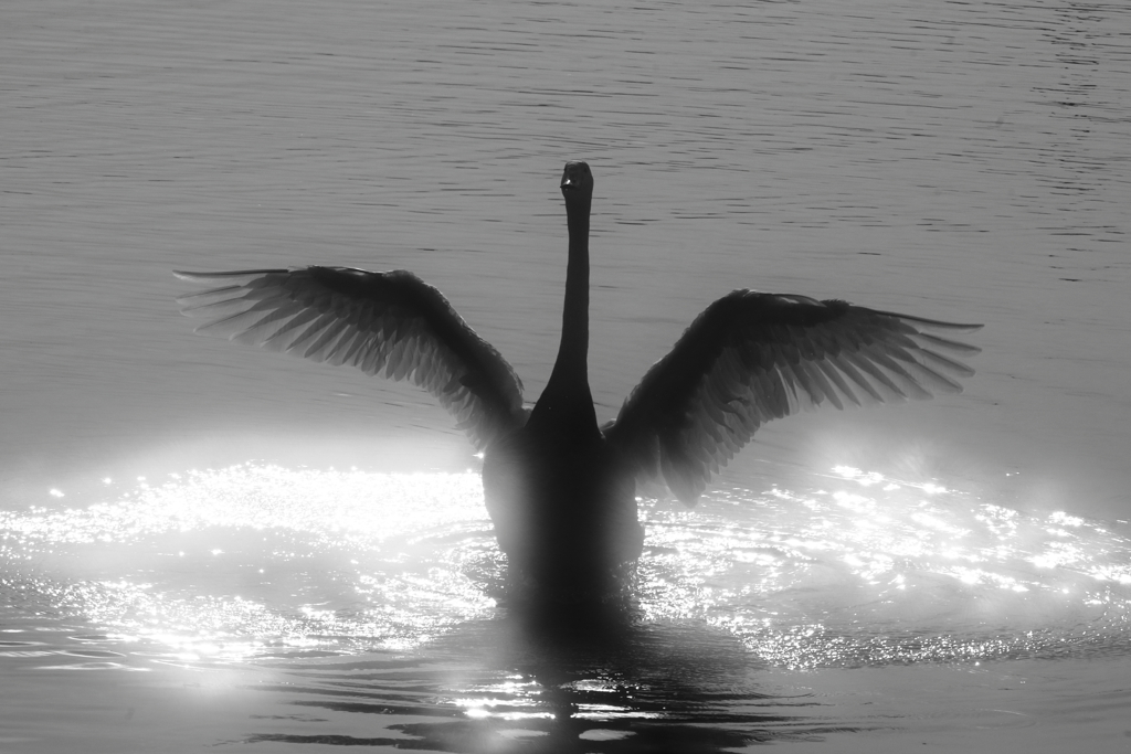 白鳥だよ