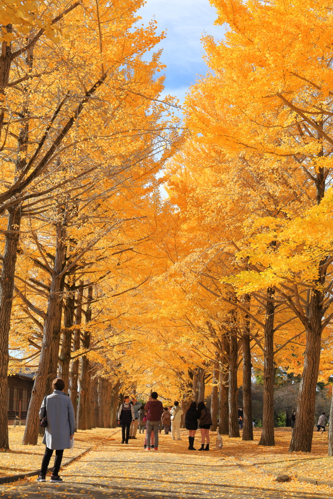 銀杏並木　水戸歴史館