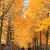 銀杏並木　水戸歴史館