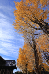 銀杏並木　水戸歴史館