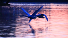 白鳥さん　お元気ですか？